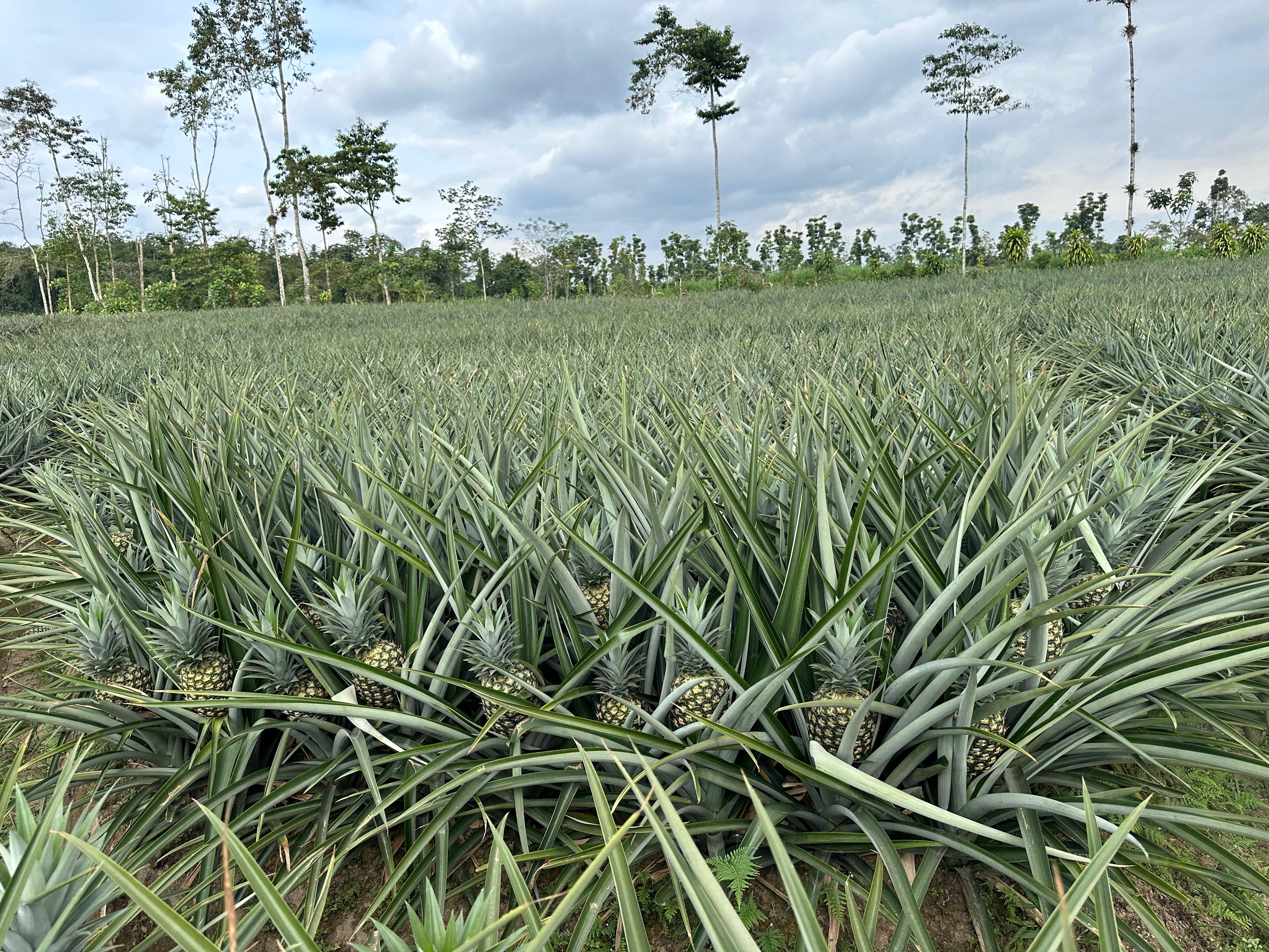 Pineapple field
