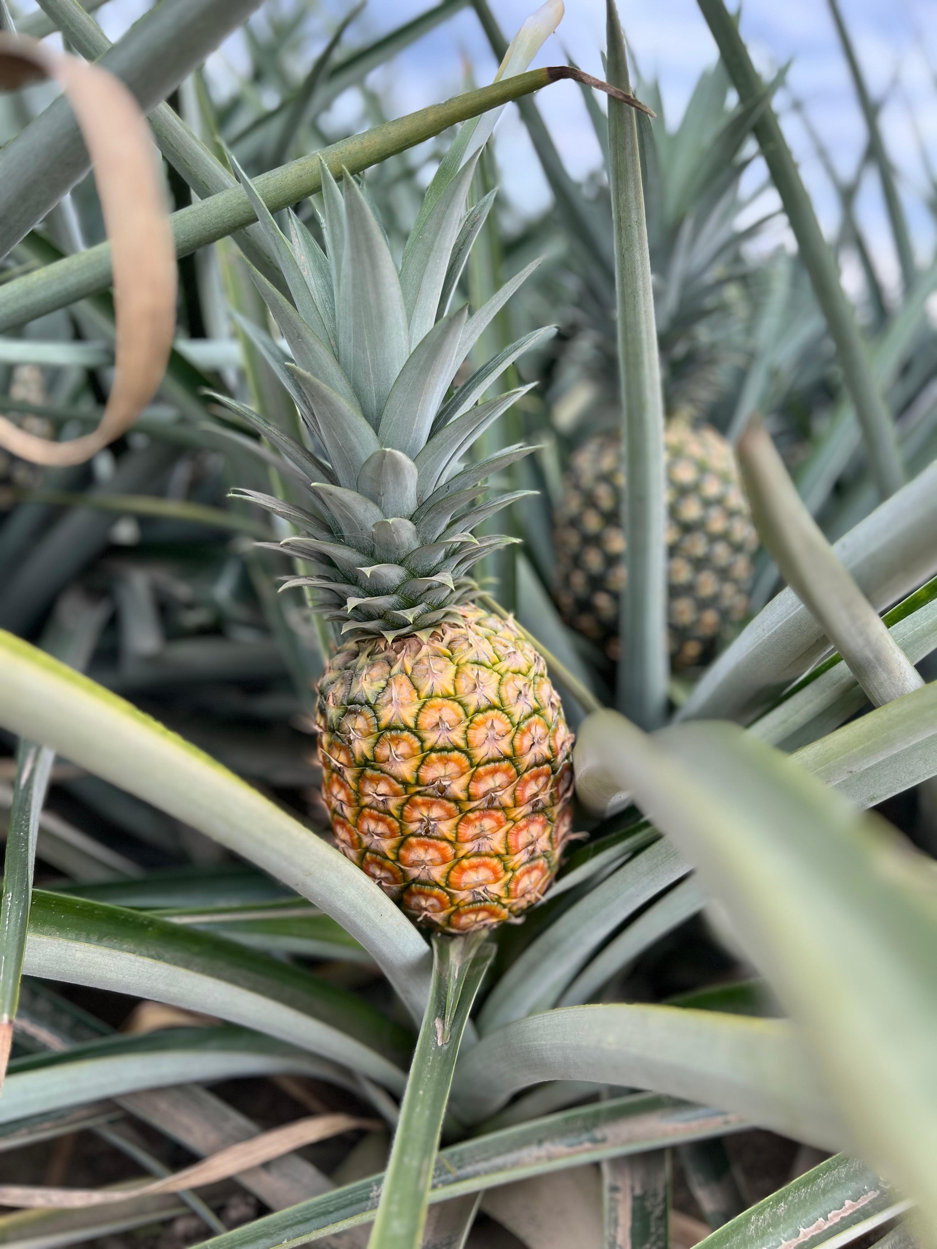 Ripe pineapple close‑up